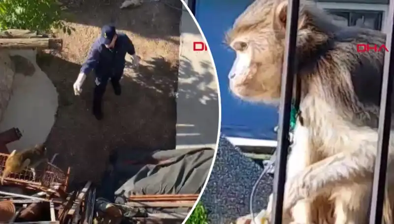 Muğla’da Eğlenceli Maymun Kovalama: Yerel Halk Koşmaya Başladı!