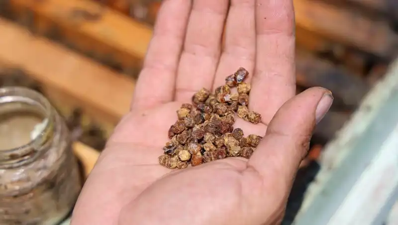 Eski Atıklar Yeni Hazine: Kilosu 3 Bin TL’den Satılan Protein Kaynağı