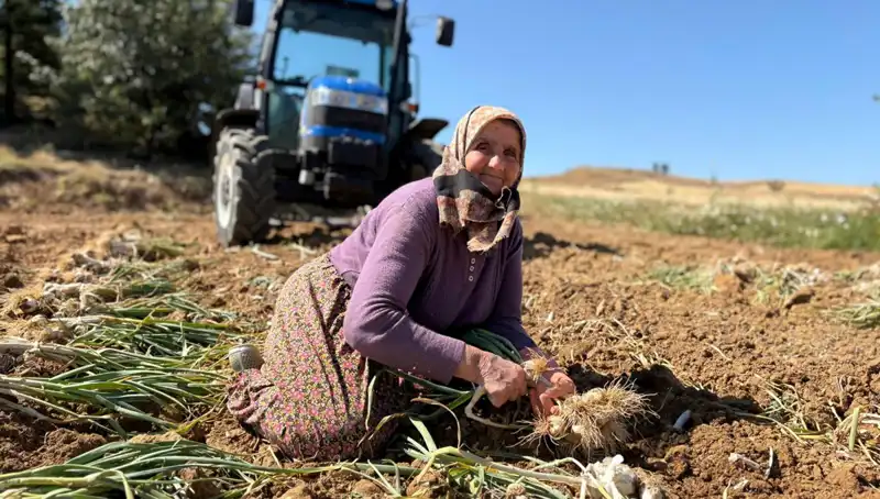 Selenyum Zengini Sebze: Tarladan Bin 200 Liraya Toplanıyor