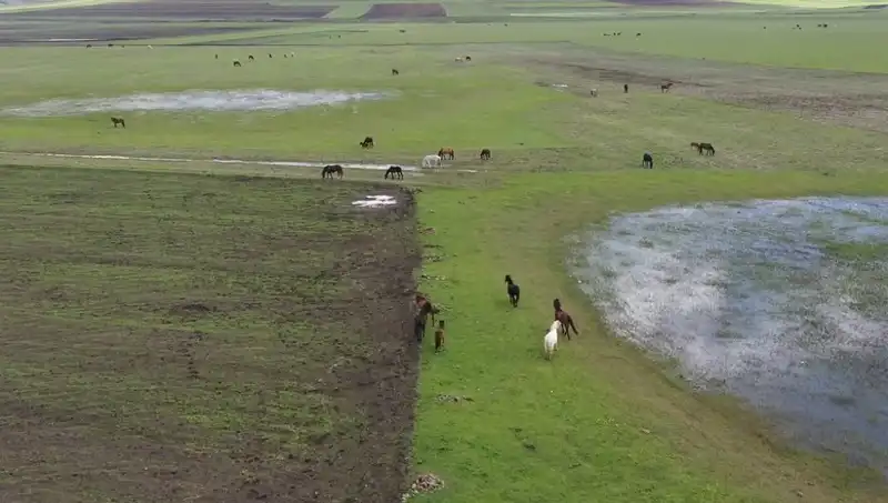 Kars'ın Doğasında Yılkı Atları ile Doğa Dolu Bir Görüntü Şöleni