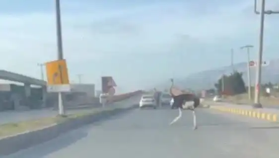Hatay’da Trafikte Deve Kuşu İle Sıradışı Anlar Yaşandı!