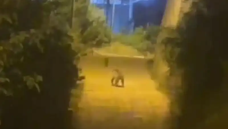 Gümüşhane Şehir Merkezine İnen Ayı: Vatandaşlar Ne Yapmalı?