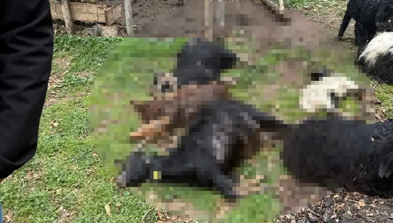 Sahipsiz Köpeklerin İnsafsız Saldırısı: 18 Keçi Telef Oldu