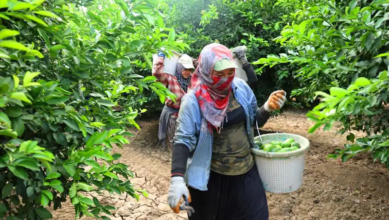 Markette Kilosu 150 Lirayı Geçen Üründe Fiyat Düşüşü Kapıda