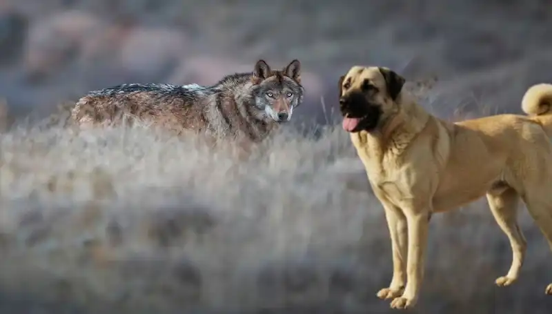 Kurt Popülasyonu Artışı, Kangal Köpeğine Talebi Nasıl Etkiledi?