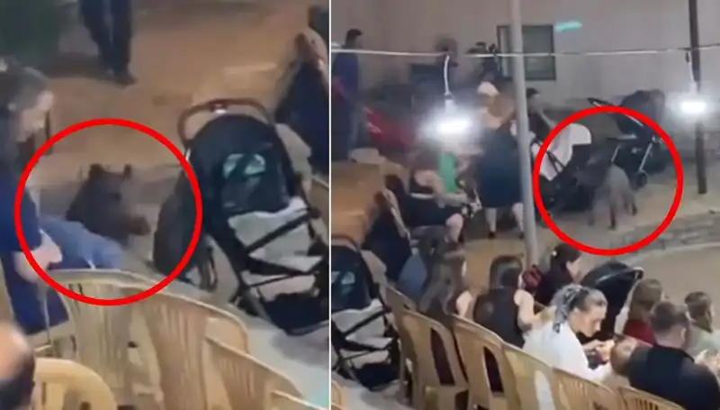 Düğün Törenine Yaban Domuzu Baskını: Tüm Detaylar ve Şok Anlar