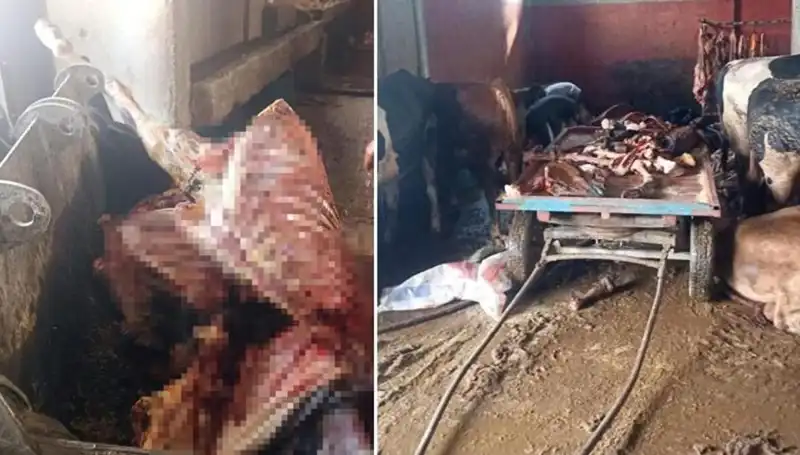 Adana'da Şok! 2,5 Ton At Eti Operasyonuyla Kurtarıldı