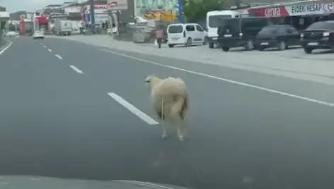 Yalova'da Kurbanlık Hayvan Kaçışı Trafik Kargaşasına Neden Oldu