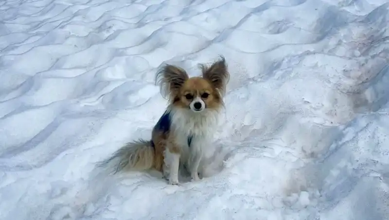 **Köpeği Buzul Yarıgından Düşen Adamı Nasıl Kurtardı?**