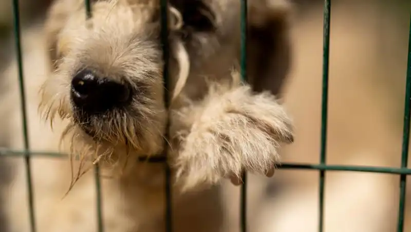 İş Stresi, Sadık Dostlarımız Köpekleri de Olumsuz Etkiliyor