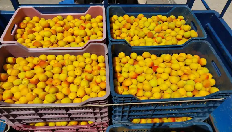 İlk Hasat Başarıyla Gerçekleşti: 500 TL'den Alıcı Buldu!