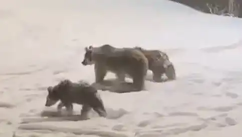 Anne ve Yavru Ayılar Yiyecek Arayışında Ormanda Görüntülendi
