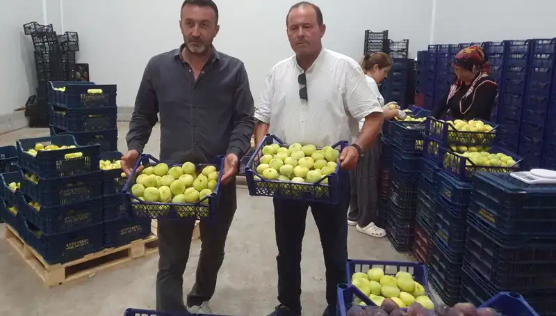 Mersinli Çiftçilerin İhracatla Yüzleri Güldü: Tanelik ürünler 20 TL'den satılıyor!