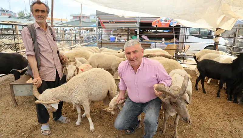 Kurban Pazarının Yıldızı: Dört Boynuzlu Koçlar Neden Bu Kadar İlgi Görüyor?