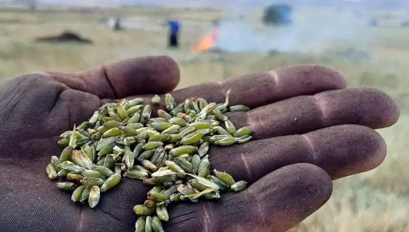 Firik Sezonu Geldi: Doğanın Lezzet Şöleni Başlıyor!