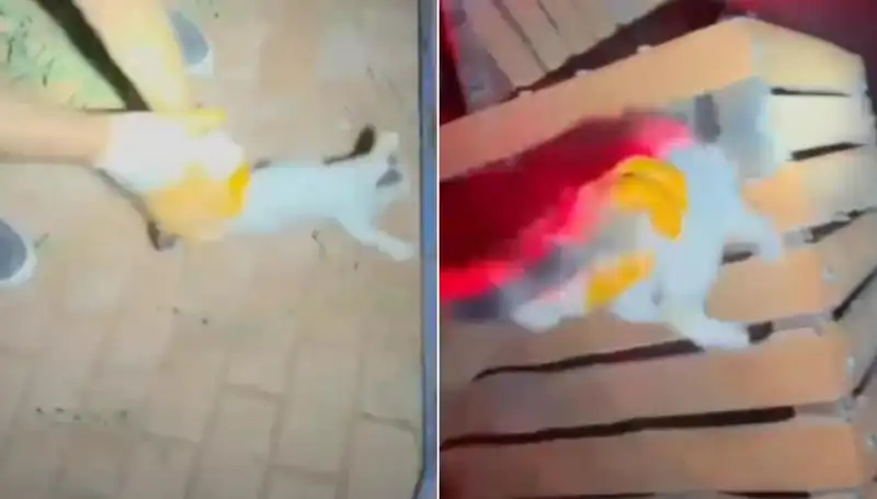 Gece Yarısı İtfaiye Ekibi Kedi Kurtarma Operasyonu Gerçekleştirdi