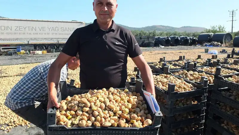Balıkesir'de Hasat Zamanı: Balıkların Yeni Rotası Çin ve Rusya!