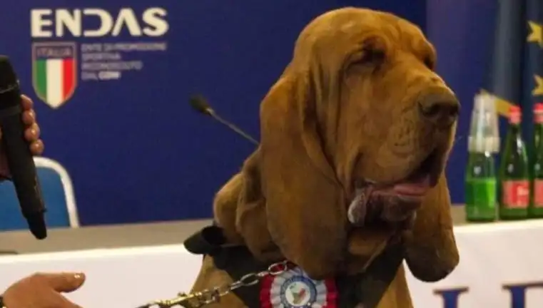 Arama Köpeğine Suikast: Çivili Sosisle Hayatına Son Verildi!