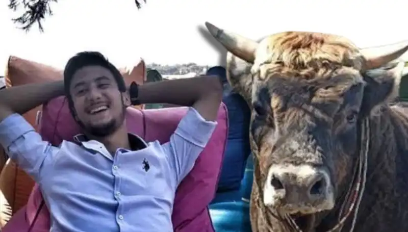 Aydın'da Güreş Boğası Korkutan Olay: Dikkatler Çekiliyor!